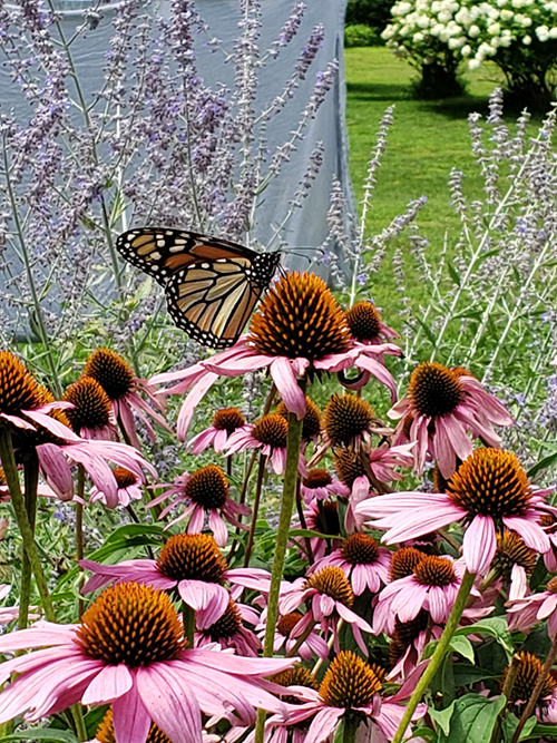 Butterfly Butterfly