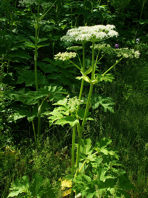TrailFlower TrailFlower